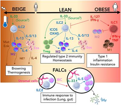 ILC2 Orchestration of Local Immune Function in Adipose Tissue